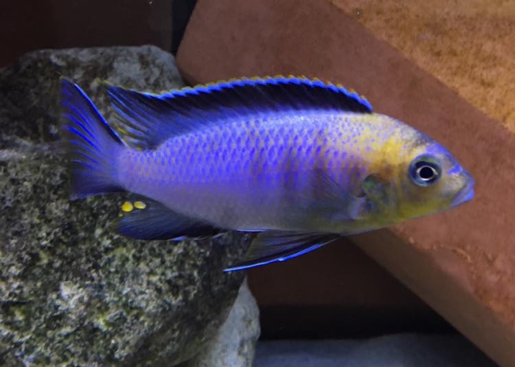 Maylandia flavifemina 'Maleri Island'